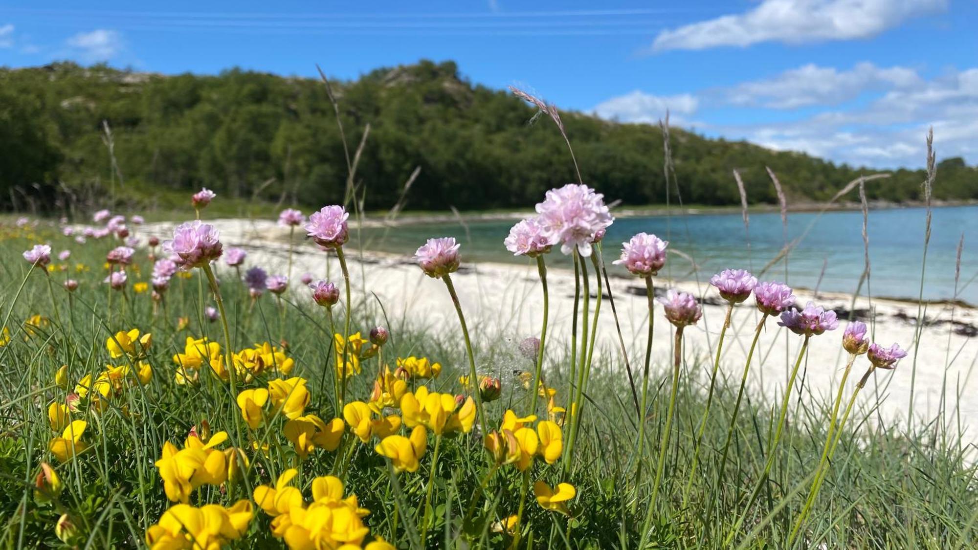 Lofoten And Vesteralen Kveldro Myrland Dış mekan fotoğraf